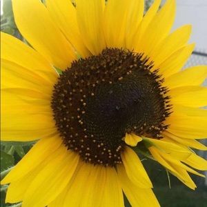 Meet your Posher, Danae